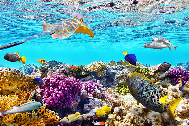 Maldives: Pearl of Paradise